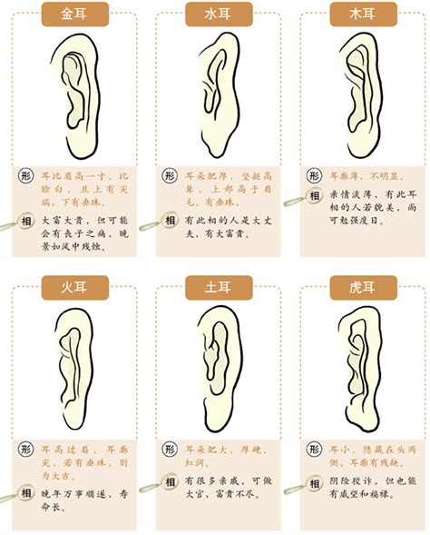 大耳朵面相|十六种耳朵面相图文分析三六风水网